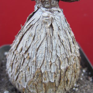 Fockea natalensis   (вік більше 20 років)