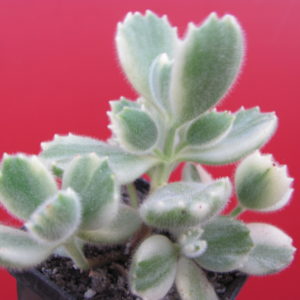 Cotyledon  tomentosa  variegata