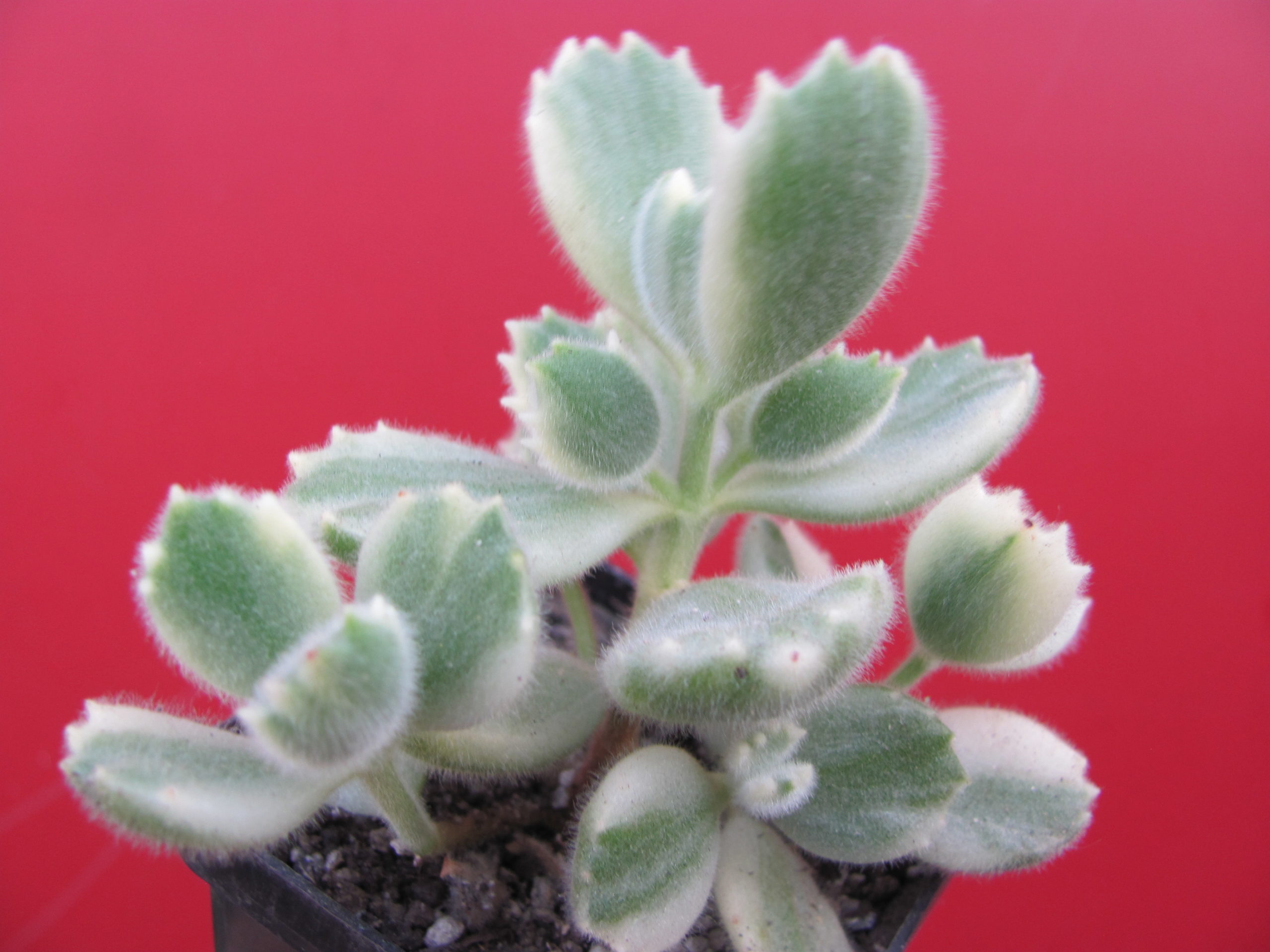 Cotyledon  tomentosa  variegata