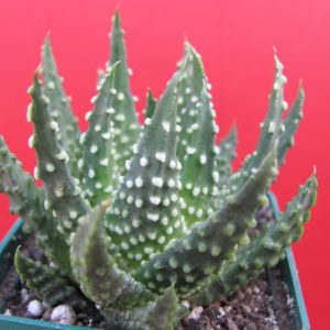 Haworthia  pumila