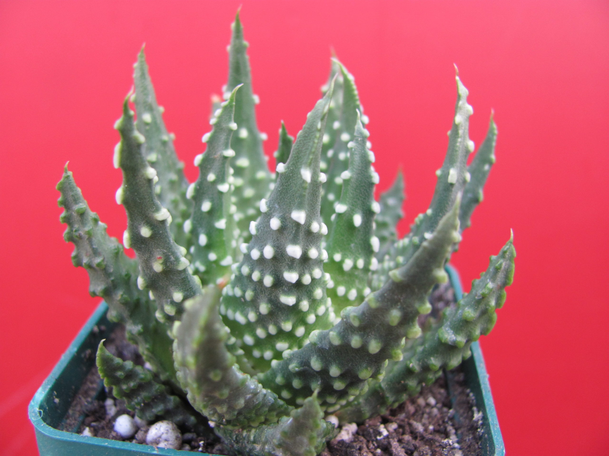 Haworthia  pumila
