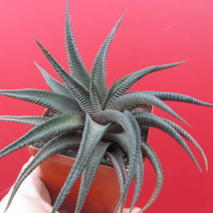 Haworthia  limifolia   *Fairy   Washboard*