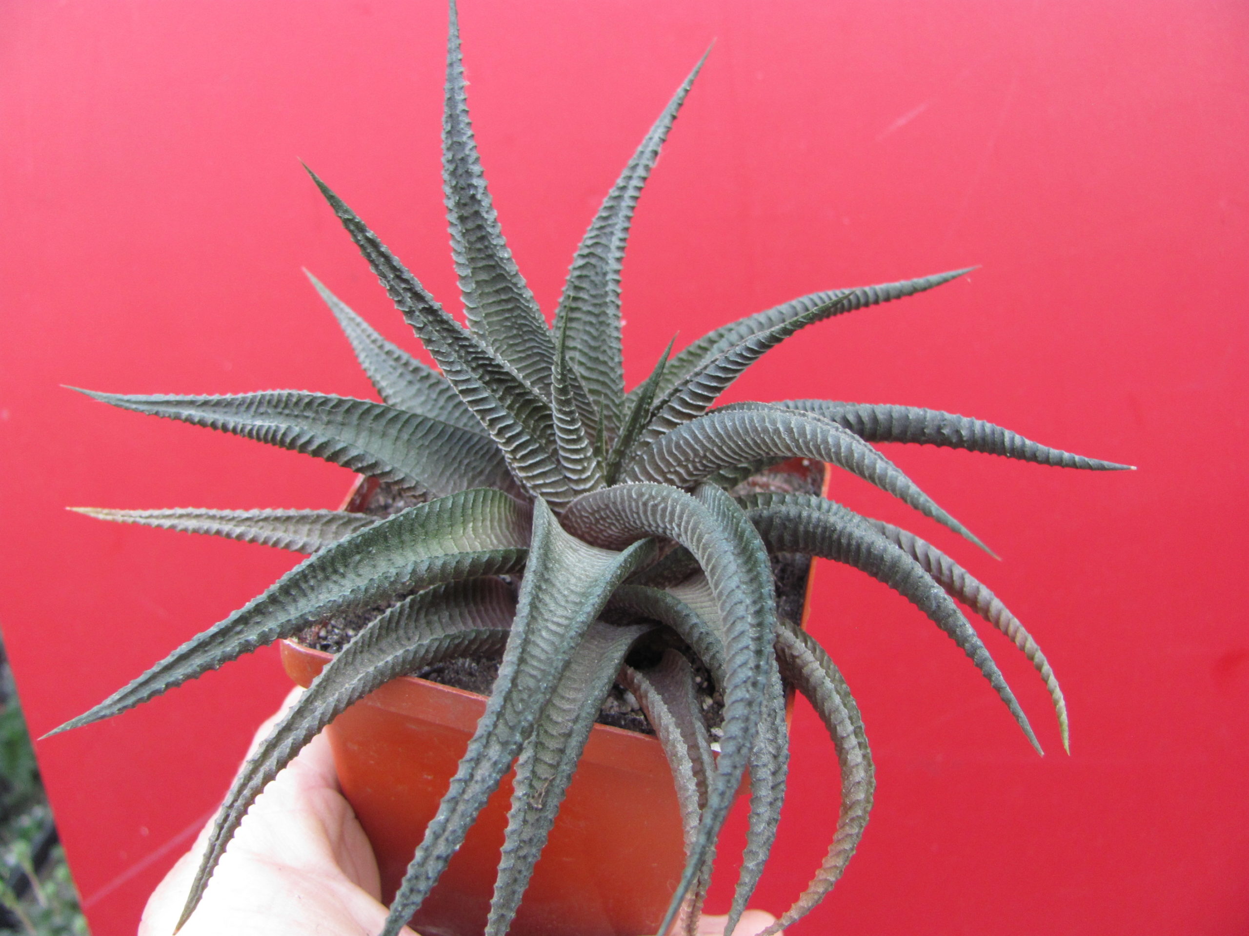 Haworthia  limifolia   *Fairy   Washboard*