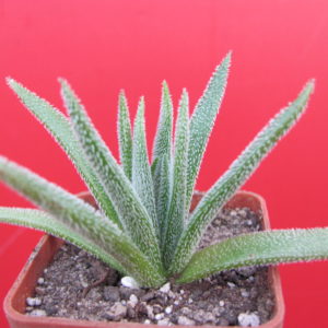 Crassula  hirta