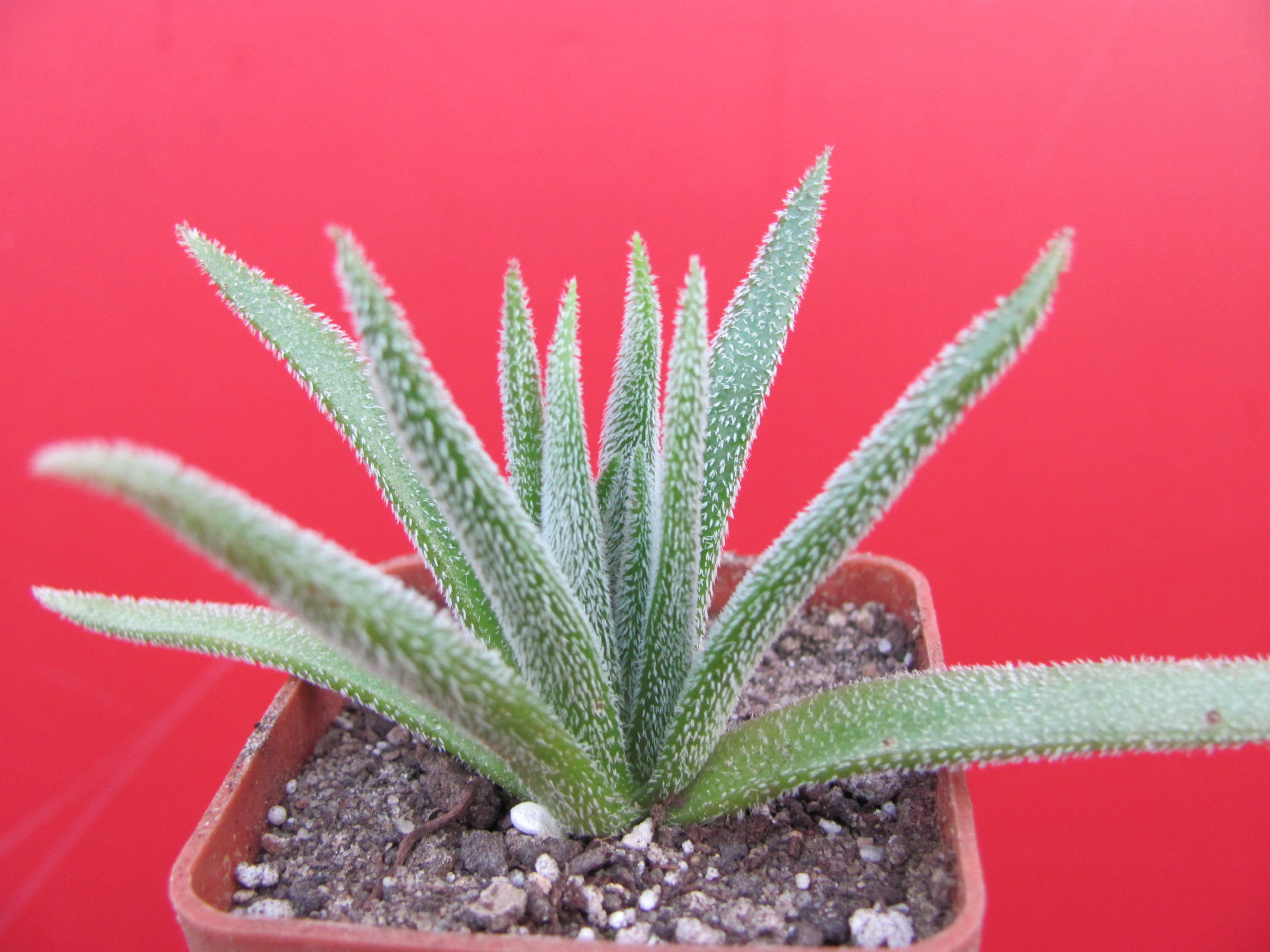 Crassula  hirta