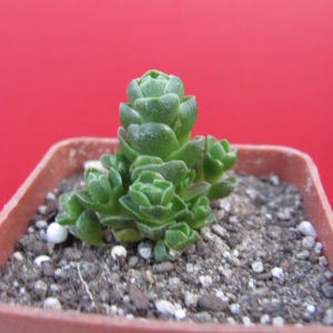 Crassula  Emerald