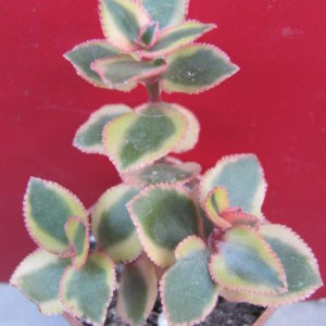 Crassula  sarmentosa *Comet* variegata