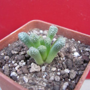 Neohenricia sibbettii