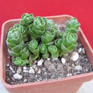 Crassula tomentosa  glabrifolia