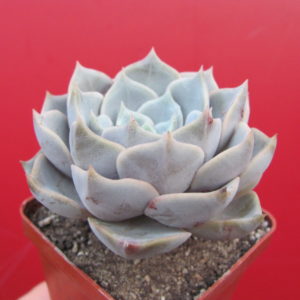 Echeveria  hybr.
