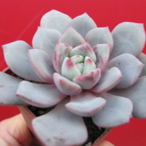 Echeveria   *Jelly Jem*   Red