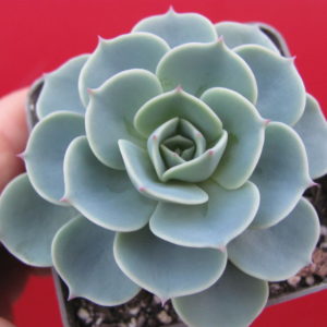 Echeveria   Compton Carousel  *Green*