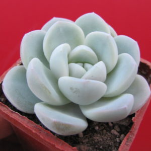 Echeveria   hybr.     #19