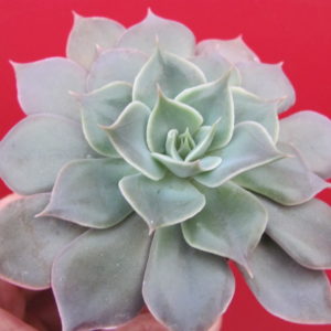 Echeveria Linda Jane