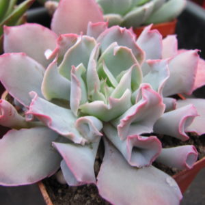 Echeveria  Trumpet Pinky
