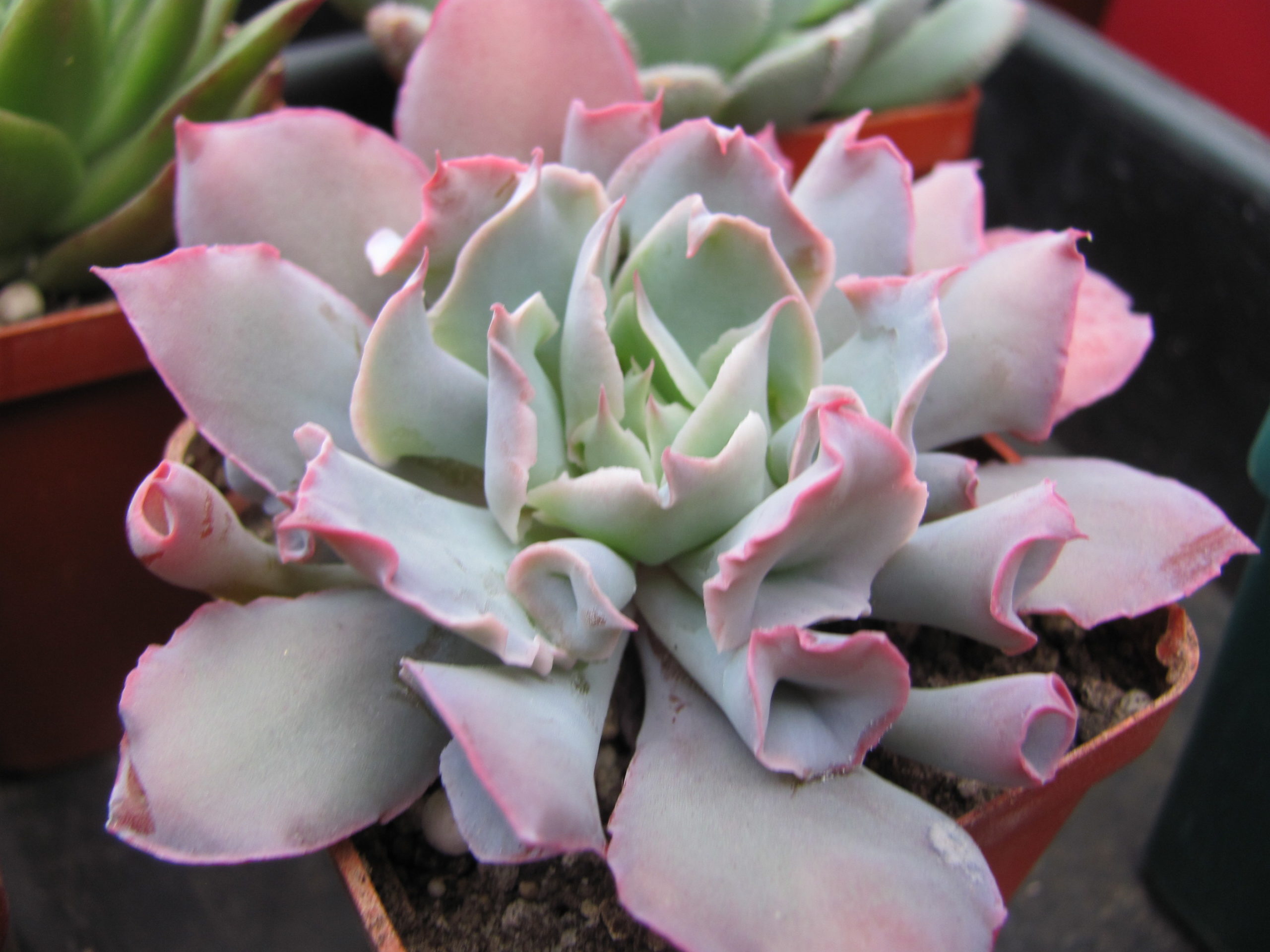 Echeveria  Trumpet Pinky
