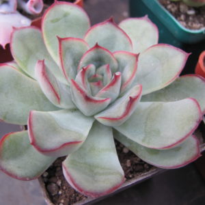 Echeveria   pulidonis   *Green*