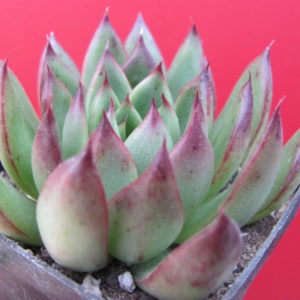 Echeveria  agavoides  Christmas