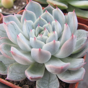 Echeveria  hybr.  x   zaragoza