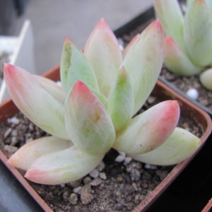 Echeveria    hookeri