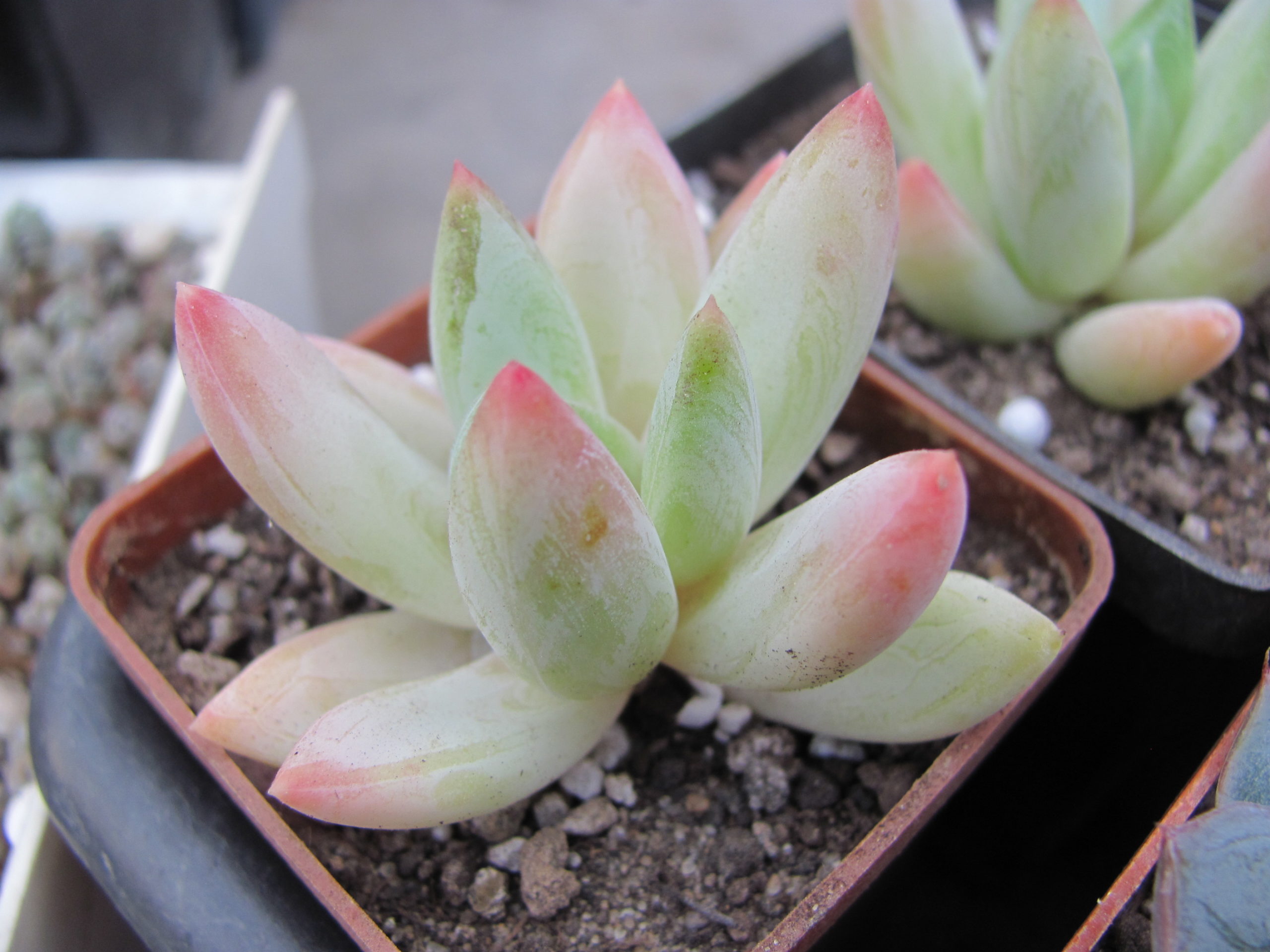 Echeveria    hookeri