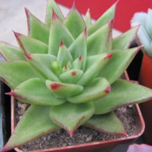Echeveria   agavoides   *Lipstik*