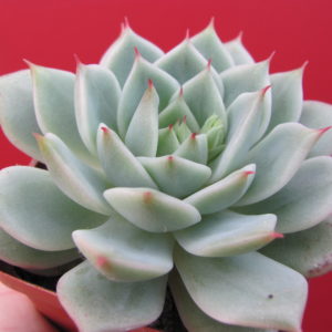Echeveria hybr.