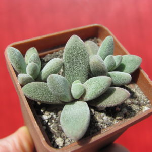 Crassula  namaguensis