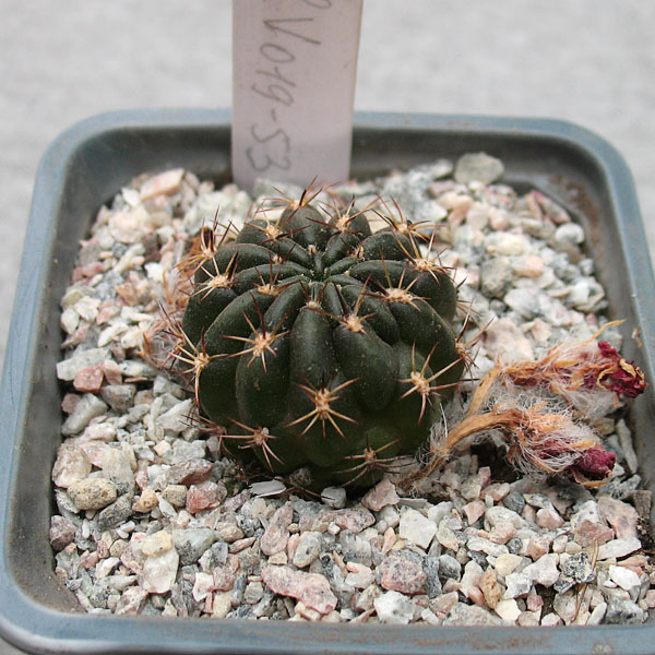 Lobivia KhV 019-053