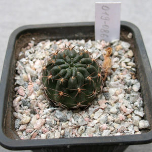 Lobivia KhV 019-086