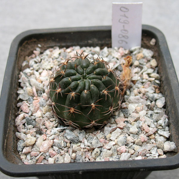 Lobivia KhV 019-086