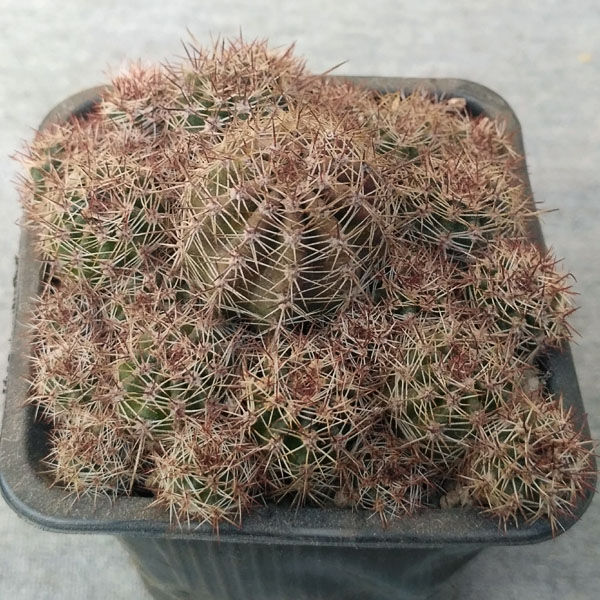 Lobivia  aurea v. shaferi