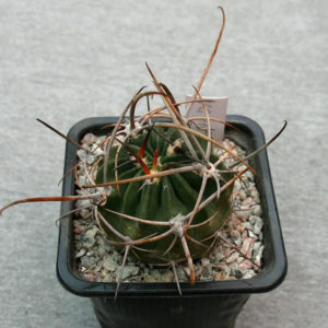 Lobivia ferox VG 1103