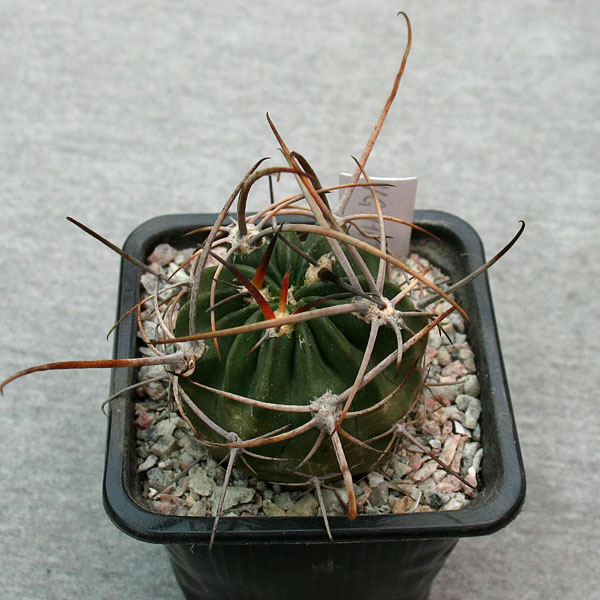 Lobivia ferox VG 1103