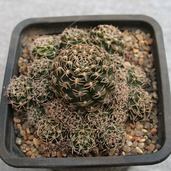 Lobivia hoffmanniana