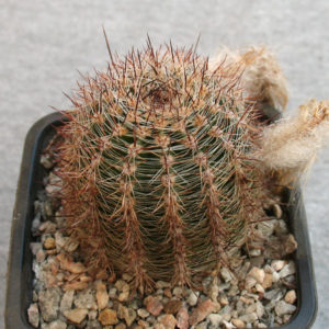 Lobivia leucomalla