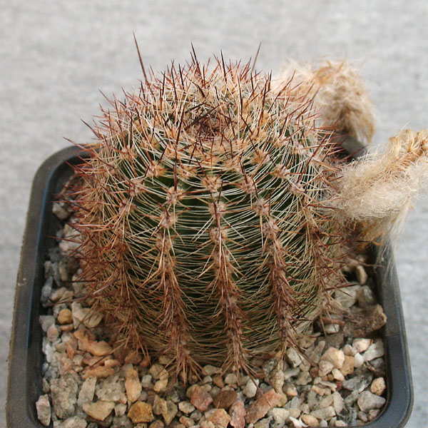 Lobivia leucomalla