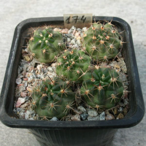 Lobivia marsoneri f. uitewaaleana