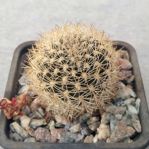 Lobivia schieliana