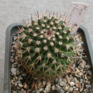 Mammillaria chionocephala
