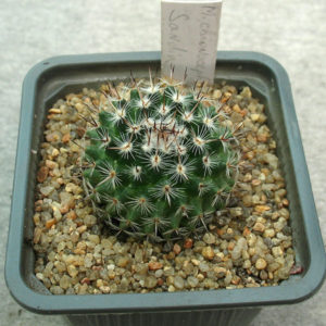 Mammillaria chionocephala Sandia