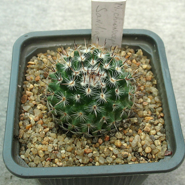 Mammillaria chionocephala Sandia