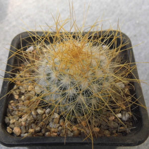 Mammillaria rekoi subsp. leptacantha