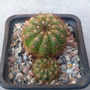 Notocactus ottonis