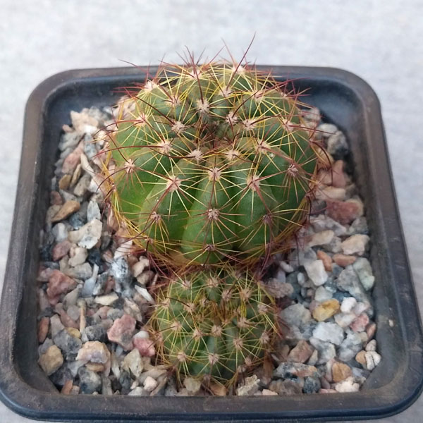 Notocactus ottonis
