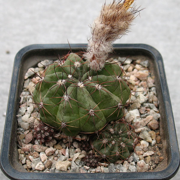 Notocactus oxycostatus