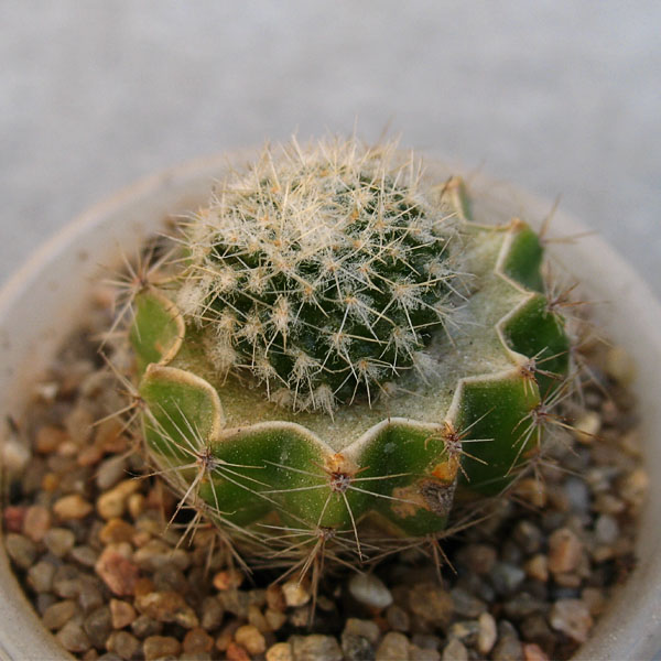 Rimacactus laui