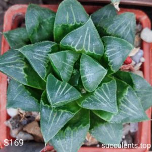 насіння haworthia selection S169 x haw seeds