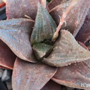 насіння haworthia selection S364 seeds
