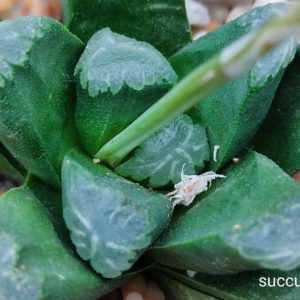 насіння haworthia S81 maughanii x haw seeds